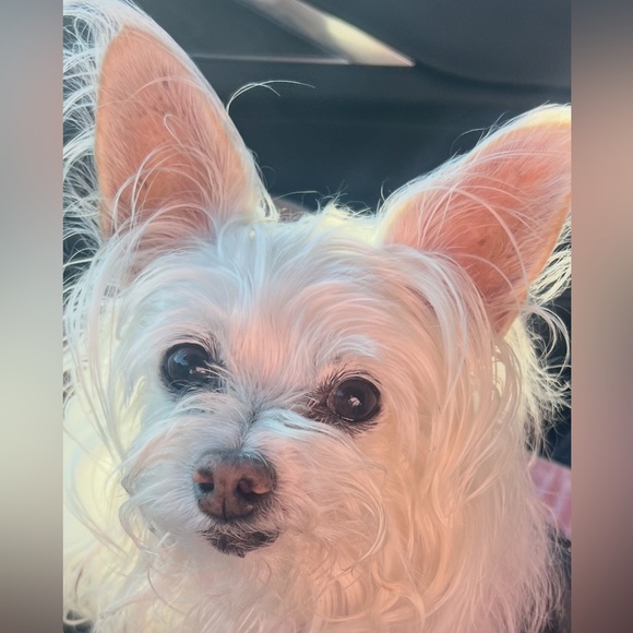 Meet your Posher, Posh - Picture 14 of 16